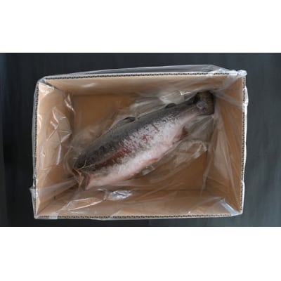 北海道浦河町産『トラウトサーモン』のドレス1本(約1.4kg)[02-1511]