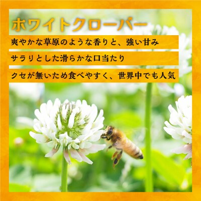 国産純粋完熟はちみつ大瓶セット(アカシア・ホワイトクローバー)580g×2本[16-1524]