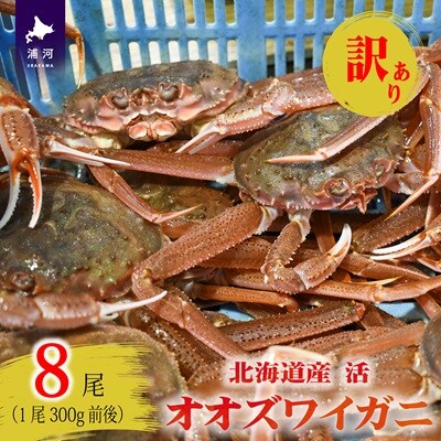 訳あり 活オオズワイガニ300g前後×8尾[02-1566]