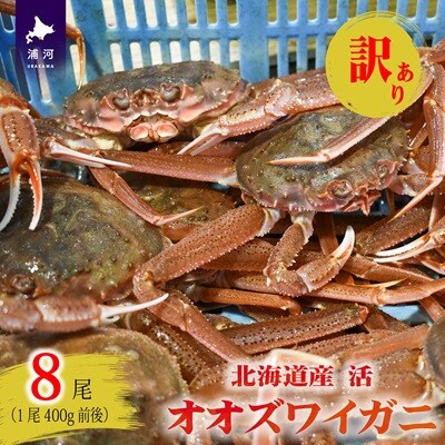 訳あり 活オオズワイガニ400g前後×8尾[02-1569]