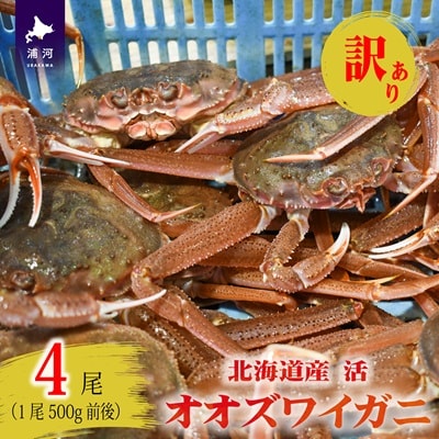 訳あり 活オオズワイガニ500g前後×4尾[02-1571]