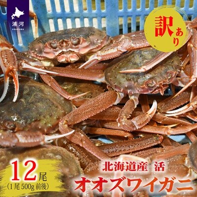 訳あり 活オオズワイガニ500g前後×12尾[02-1573]