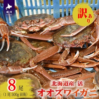訳あり 活オオズワイガニ500g前後×8尾[02-1572]