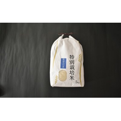 北海道浦河町の特別栽培米「おぼろづき」精米(5kg×1袋)定期便(全6回)[37-1492]