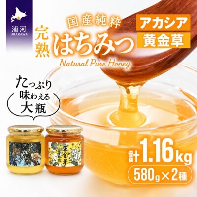 国産純粋完熟はちみつ大瓶セット(アカシア・黄金草)580g×2本[16-1658]