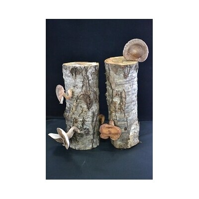 天然原木しいたけ栽培セット