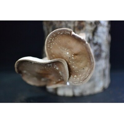 天然原木しいたけ栽培セット