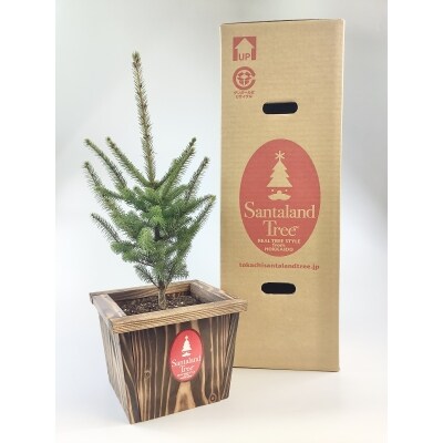サンタランドツリーS(送り返しつき)(N0005)
