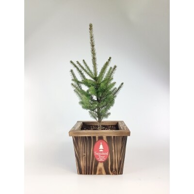 サンタランドツリーS(送り返しつき)(N0005)