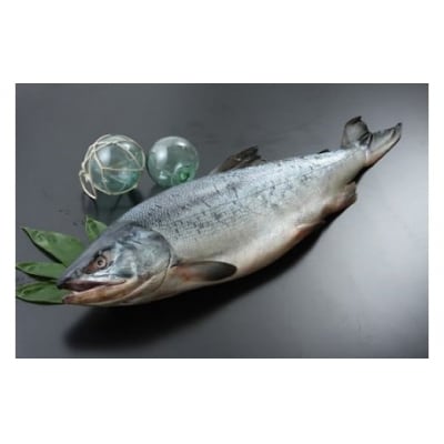 海産問屋カネニ　新巻鮭1本物2.5kg(D0015)