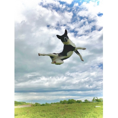 エゾ鹿肉(ペット用)1kg(AO0001)