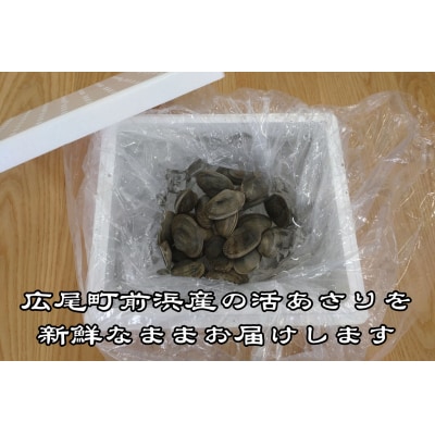 広尾町産　数量限定　活あさり　500g【アサリ　貝　生　新鮮　期間限定　北海道】(G0018)