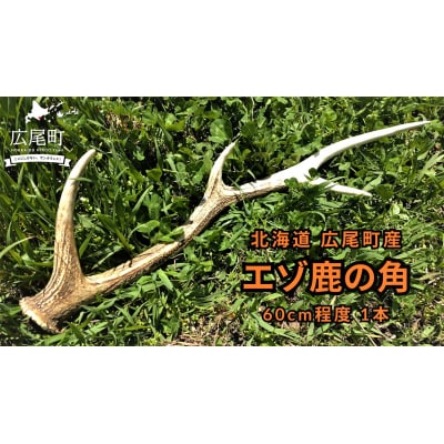 エゾ鹿の角　1本(60cm程度)　(0124)