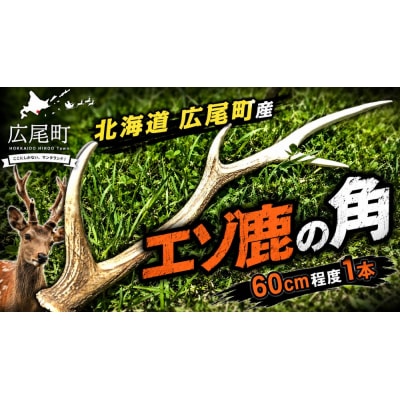 エゾ鹿の角　1本(60cm程度)　(0124)