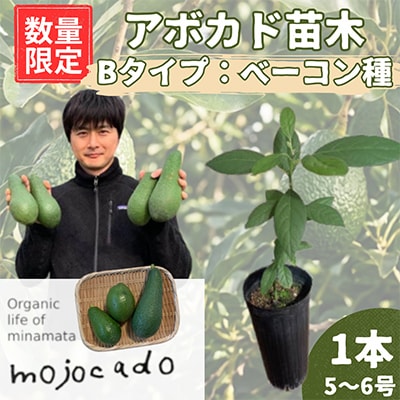【数量限定】アボカド 苗木 ベーコン種 接ぎ木苗 1本(約30cm・5～6号) 耐寒性 家庭菜園