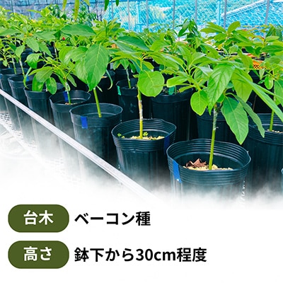 【数量限定】アボカド 苗木 ベーコン種 接ぎ木苗 1本(約30cm・5～6号) 耐寒性 家庭菜園