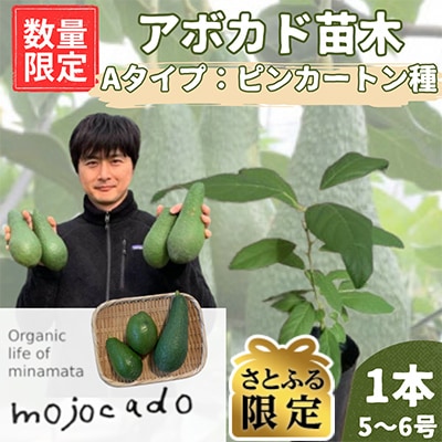 【さとふる限定】【数量限定】アボカド苗木 ピンカートン種 1本　約30cm 耐寒性 家庭菜園