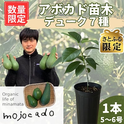 【さとふる限定】【数量限定】アボカド苗木 デューク7 Aタイプ 1本(5～6号) 耐寒性 家庭菜園