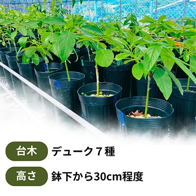 【さとふる限定】【数量限定】アボカド苗木 デューク7 Aタイプ 1本(5～6号) 耐寒性 家庭菜園