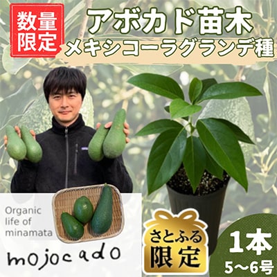 【さとふる限定】【数量限定】アボカド苗木 メキシコーラグランデ  1本(5～6号) 耐寒性 家庭菜園