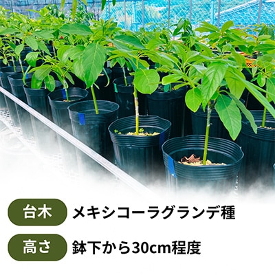 【さとふる限定】【数量限定】アボカド苗木 メキシコーラグランデ  1本(5～6号) 耐寒性 家庭菜園