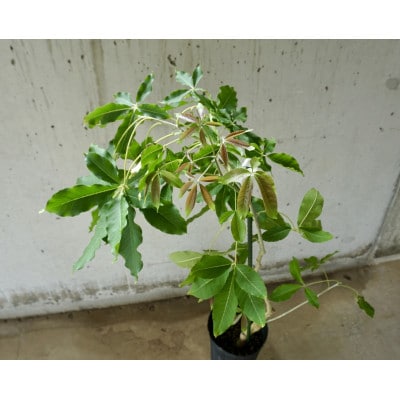 【数量限定】ホワイトサポテ　クシオ(タイプ1)1本/5～6号