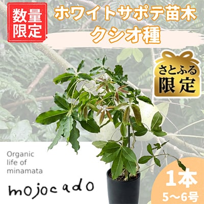 【さとふる限定】【数量限定】ホワイトサポテ苗木 クシオ1本(5～6号) 接ぎ木苗 トロピカルフルーツ