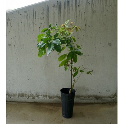 【数量限定】ホワイトサポテ　クシオ(タイプ1)1本/5～6号