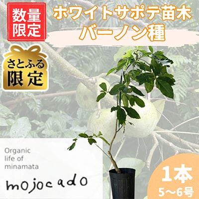 【さとふる限定】【数量限定】ホワイトサポテ苗木 バーノン種1本 接ぎ木苗 トロピカルフルーツ