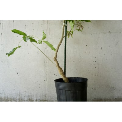 【数量限定】ホワイトサポテ苗木　バーノン(タイプ2)1本/5～6号