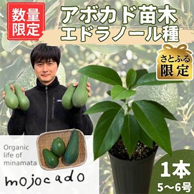 【さとふる限定】【数量限定】アボカド苗木 エドラノール Bタイプ (5～6号) 家庭菜園 ナッツ風味