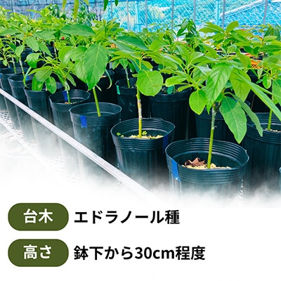 【さとふる限定】【数量限定】アボカド苗木 エドラノール Bタイプ (5～6号) 家庭菜園 ナッツ風味