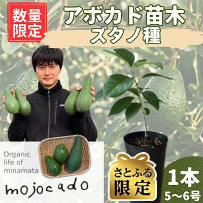 【さとふる限定】【数量限定】アボカド苗木 ズタノ Bタイプ 1本(5～6号) 耐寒性 家庭菜園