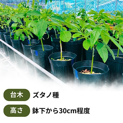 【さとふる限定】【数量限定】アボカド苗木 ズタノ Bタイプ 1本(5～6号) 耐寒性 家庭菜園
