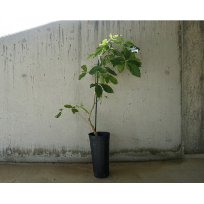 【数量限定】ホワイトサポテ苗木　モルツビー(タイプ3)1本/5～6号