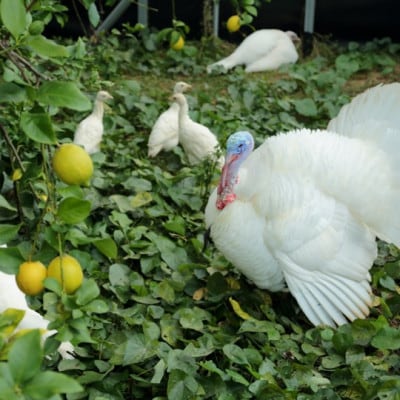 環境マイスターと七面鳥が育てた「レモン」約2kg