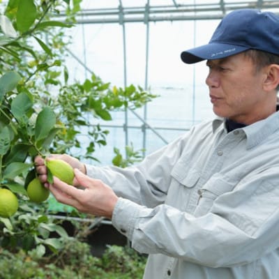 環境マイスターと七面鳥が育てた「レモン」約2kg