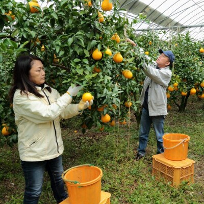 【訳あり】不知火 5kg(栽培期間中化学肥料不使用・低農薬栽培)