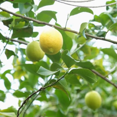 国産果汁100% レモン果汁 500ml×6本(栽培期間中農薬・化学肥料不使用/食品添加物無添加)