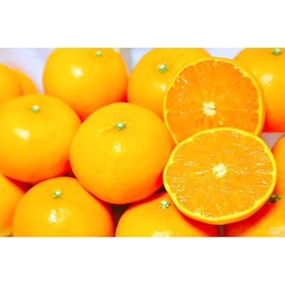水俣産　温州みかん　約12kg