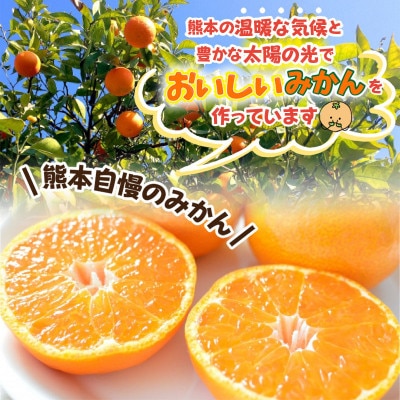 水俣産　温州みかん　約2.5kg