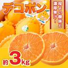 【2025年12月より順次発送】水俣産デコポン　約3kg