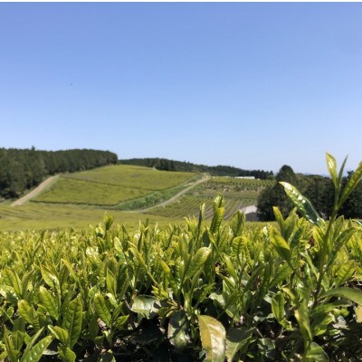 焙煎和紅茶～Ten～天(2gx12個)10袋セット【ノンカフェイン】