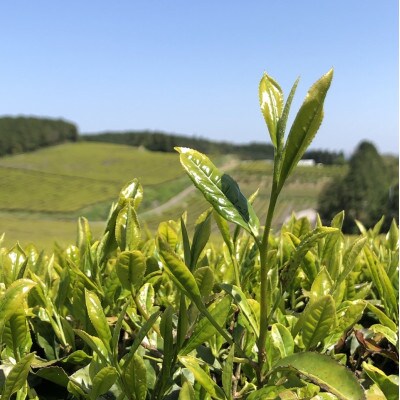【毎月定期便】焙煎 和紅茶 ～Ten～天 (2g×12個)×10個セット【ノンカフェイン】全6回