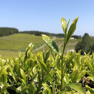 【毎月定期便】芳醇和紅茶～Kuu～空(2g×10個)10袋セット【ノンカフェイン】全6回