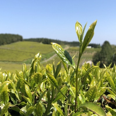 【毎月定期便】芳醇和紅茶～Kuu～空(2g×10個)10袋セット【ノンカフェイン】全12回