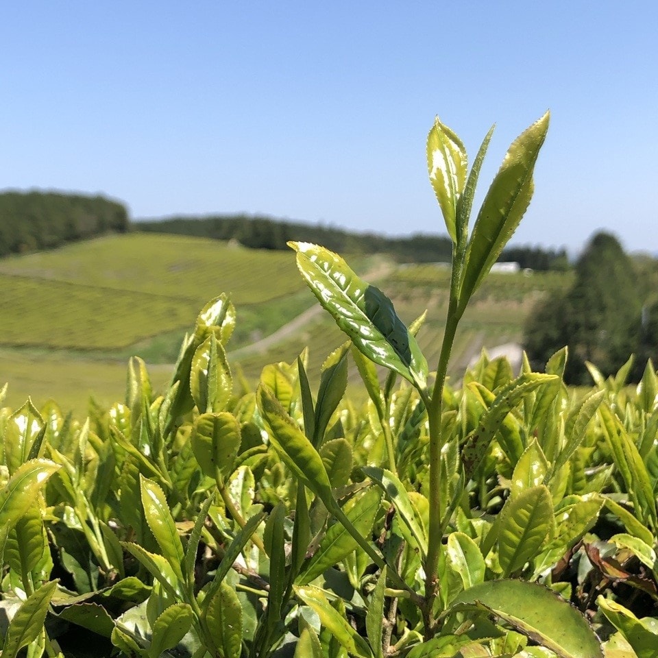 【毎月定期便】芳醇和紅茶～Kuu～空(2g×10個)×5袋セット【ノンカフェイン】全6回