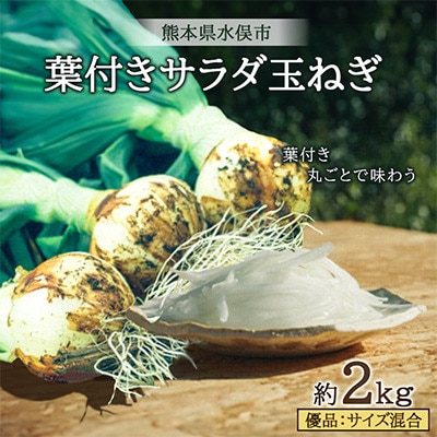 【先行予約】葉付き丸ごとで味わうサラダ玉ねぎ2kg(2027年1月下旬より順次発送)