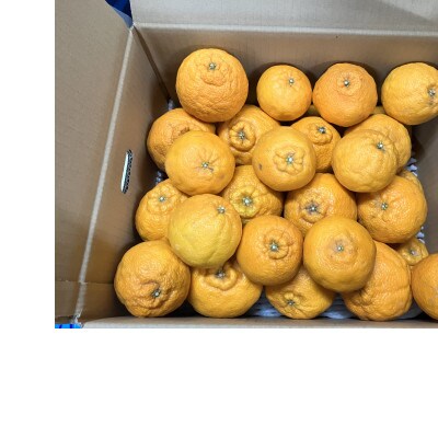 熊本県産不知火(デコポン同一品種)約10kg 訳アリ