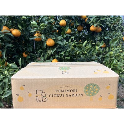 【贈答用】熊本県産不知火(デコポン同一品種)約2kg